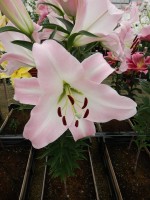 [4563 VH39 Mauya No02.JPG]